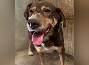 Ruhiger Senior Santo sucht sein Zuhause