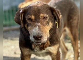 Ruhiger Senior Santo sucht sein Zuhause