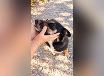 Spiky - Freundliche & fröhliche Hündin sucht ihr Für-Immer!