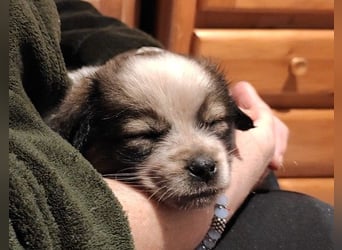 KNIRPS - süßer, kleiner Kerl sucht seine Familie