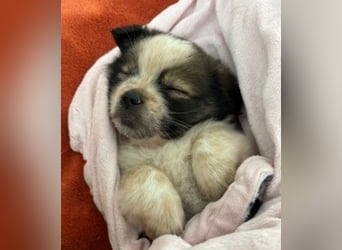 KNIRPS - süßer, kleiner Kerl sucht seine Familie