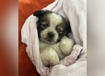 KNIRPS - süßer, kleiner Kerl sucht seine Familie