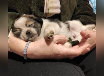 KNIRPS - süßer, kleiner Kerl sucht seine Familie