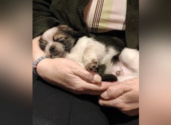 KNIRPS - süßer, kleiner Kerl sucht seine Familie