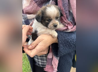 KNIRPS - süßer, kleiner Kerl sucht seine Familie