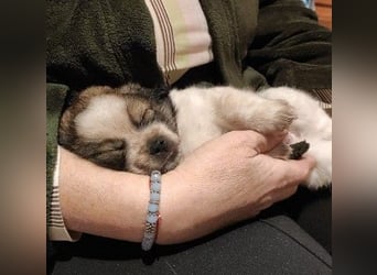 KNIRPS - süßer, kleiner Kerl sucht seine Familie