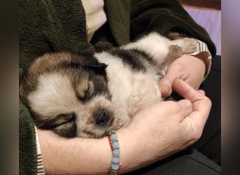 KNIRPS - süßer, kleiner Kerl sucht seine Familie