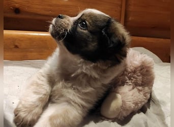 KNIRPS - süßer, kleiner Kerl sucht seine Familie