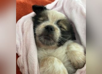 KNIRPS - süßer, kleiner Kerl sucht seine Familie