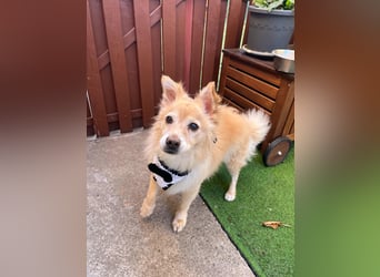 Barney SR– süßer Rüde mit jugendlichem Wesen