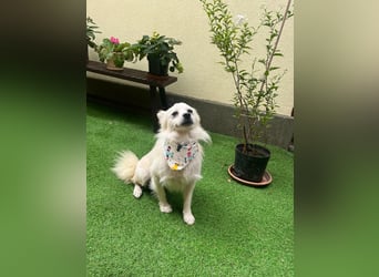 Gino SR – Sanfter Spitz-Rüde mit Herz sucht liebevolles Zuhause
