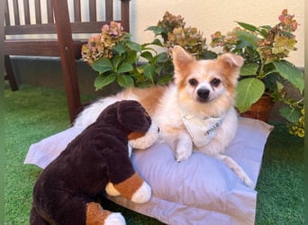 Cosmo SR– älterer Herr sucht gemütliches Sofa