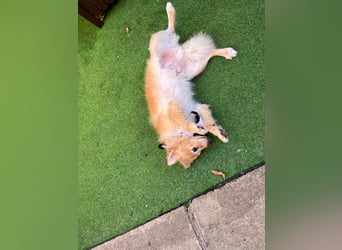 Barney SR– süßer Rüde mit jugendlichem Wesen