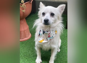 Gino SR – Sanfter Spitz-Rüde mit Herz sucht liebevolles Zuhause