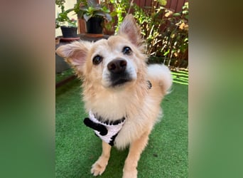 Barney SR– süßer Rüde mit jugendlichem Wesen