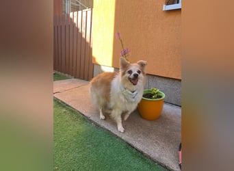 Cosmo SR– älterer Herr sucht gemütliches Sofa