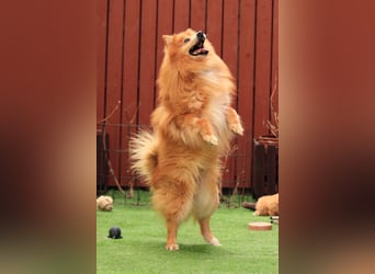 Balu SR – Schatz sucht Ruhe