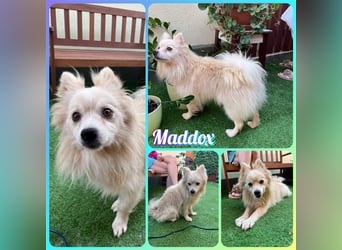 Maddox, lieber und vorsichtiger Mittelspitz, geb. 05/2020