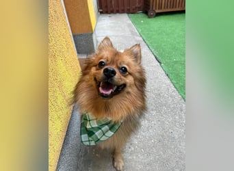 Tobi SR, süßer, kleiner Wirbelwind Tobi SR, süßer, kleiner Wirbelwind