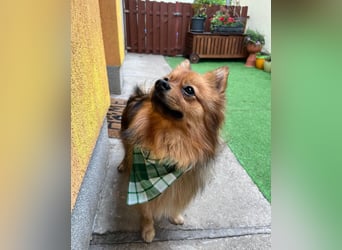 Tobi SR, süßer, kleiner Wirbelwind Tobi SR, süßer, kleiner Wirbelwind