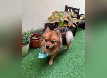 Tobi SR, süßer, kleiner Wirbelwind Tobi SR, süßer, kleiner Wirbelwind