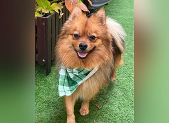 Tobi SR, süßer, kleiner Wirbelwind Tobi SR, süßer, kleiner Wirbelwind