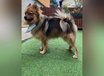 Tobi SR, süßer, kleiner Wirbelwind Tobi SR, süßer, kleiner Wirbelwind