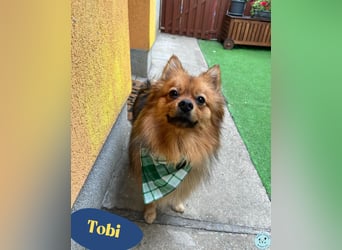 Tobi SR, süßer, kleiner Wirbelwind Tobi SR, süßer, kleiner Wirbelwind