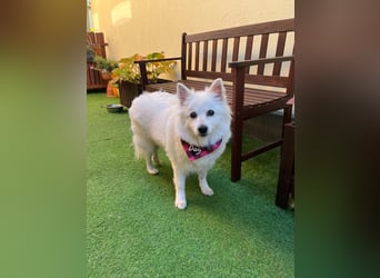 Ariel SR, ein liebenswertes Mädchen