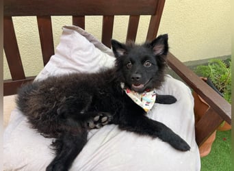 Lio - kleiner Hundejunge