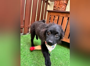 Lio - kleiner Hundejunge