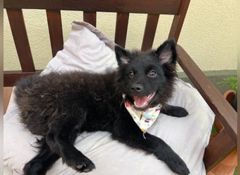 Lio - kleiner Hundejunge