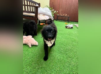 Lio - kleiner Hundejunge
