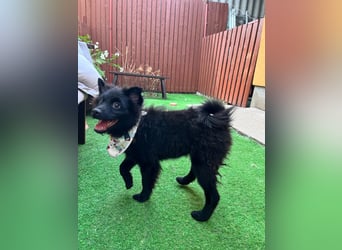 Lio - kleiner Hundejunge