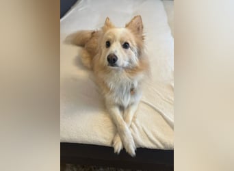 geselliger Grisha❤️menschenbezogener Spitz-Mix-Bub wartet in 22159 Hamburg