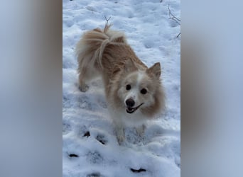 geselliger Grisha❤️menschenbezogener Spitz-Mix-Bub wartet in 22159 Hamburg