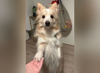 geselliger Grisha❤️menschenbezogener Spitz-Mix-Bub wartet in 22159 Hamburg