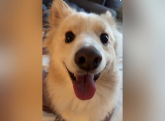 geselliger Grisha❤️menschenbezogener Spitz-Mix-Bub wartet in 22159 Hamburg