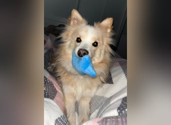 geselliger Grisha❤️menschenbezogener Spitz-Mix-Bub wartet in 22159 Hamburg