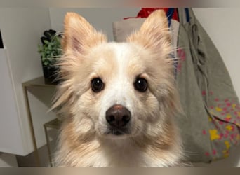 geselliger Grisha❤️menschenbezogener Spitz-Mix-Bub wartet in 22159 Hamburg