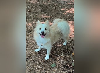 geselliger Grisha❤️menschenbezogener Spitz-Mix-Bub wartet in 22159 Hamburg