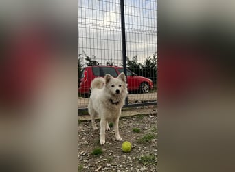 Jeta (1) ist eine junge, gesunde Maus mit Energie