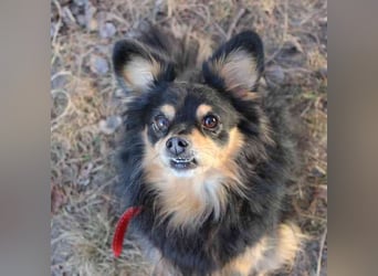 Tammy, Spitzmix- Hündin, geb. 2017, süß, liebevoll und bereit, wieder Vertrauen zu fassen