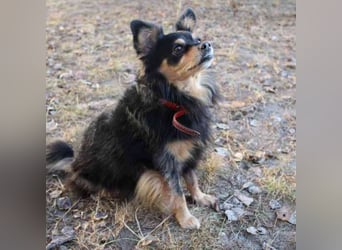 Tammy, Spitzmix- Hündin, geb. 2017, süß, liebevoll und bereit, wieder Vertrauen zu fassen