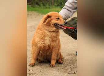 Nymeria LM – kleine Hündin mit großem Herz