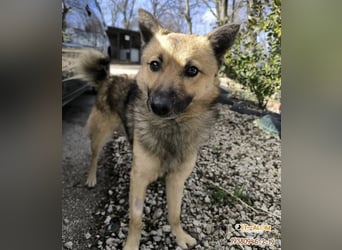 BENJI (VA) – kleiner Entdecker sucht Menschen zum Anlehnen