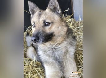 BENJI (VA) – kleiner Entdecker sucht Menschen zum Anlehnen