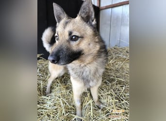 BENJI (VA) – kleiner Entdecker sucht Menschen zum Anlehnen