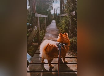 SIMBO - ruhiges Zuhause ohne Kinder und Artgenossen gesucht!