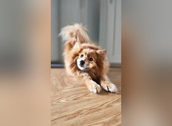 SIMBO - ruhiges Zuhause ohne Kinder und Artgenossen gesucht!